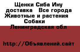 Щенки Сиба Ину доставка - Все города Животные и растения » Собаки   . Ленинградская обл.